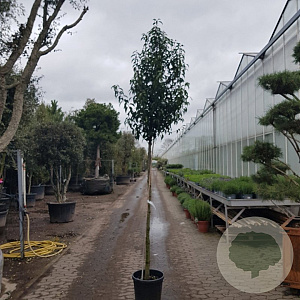 Prunus l. 'Angustifolia' 160 cm stam container 20-25