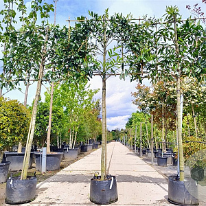 Prunus l. 'Caucasica' 180 cm stam container 12-14 leiboom