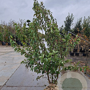 Prunus subh. 'Autumnalis' 200-250 cm draadkluit meerstammig 140-160 diameter