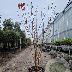 Prunus ser. 'Royal Burgundy' 175-200 cm container meerstammig
