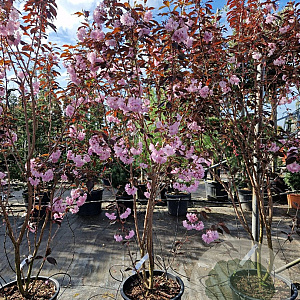Prunus ser. 'Royal Burgundy' 175-200 cm container meerstammig