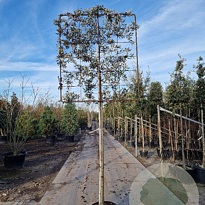 Quercus ilex 180 cm stam container 10-12 hoge lei