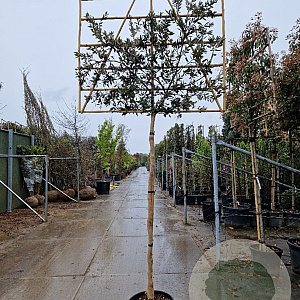 Quercus ilex 180 cm stam container 10-12 hoge lei