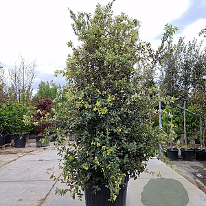Quercus ilex 250-300 cm cont. 175L
