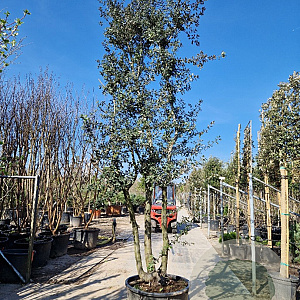 Quercus ilex 400-450 cm cont. 230L meerstammig