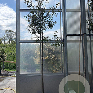 Quercus ilex 6-8 HO 35L