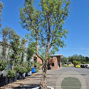 Quercus suber 100 cm stam container 8-10