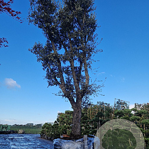 Quercus suber 100 cm stam container 8-10