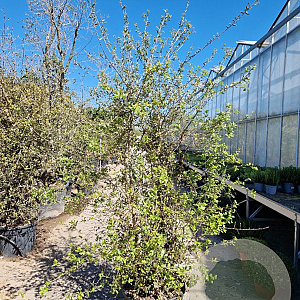 Quercus suber 150-175 cm cont. 70L meerstammig