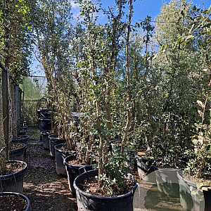 Quercus suber 250-300 cm cont. 160L meerstammig