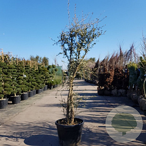 Quercus suber 300-350 cm cont. 200L meerstammig