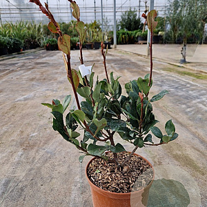 Rhaphiolepis indica Springtime 30-40 cm 3,0L