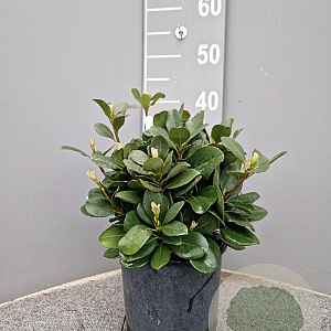 Rhaphiolepis umbellata ovata 20-30 cm 3,0L