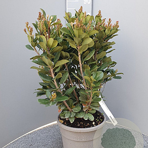 Rhaphiolepis umbellata ovata 40-60 cm 10L
