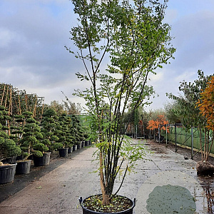 Styphnolobium japonicum 350-400 cm container meerstammig