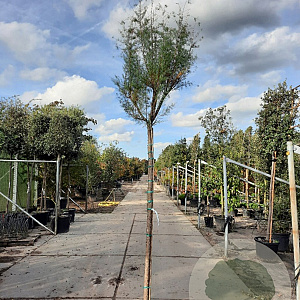 Tamarix ramosissima 200 cm stam 35L 12-14