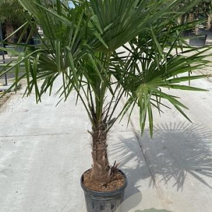 Trachycarpus fortunei 100-120 cm 20L