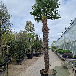 Trachycarpus fortunei 280 cm stam container
