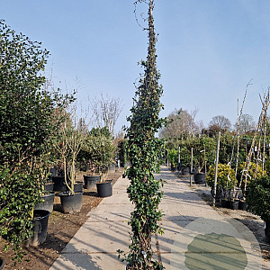 Trachelospermum jasminoides 350-400 cm 30L