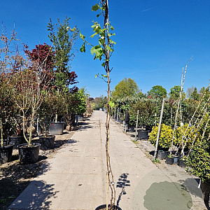 Vitis vinifera 250-300 cm 25L