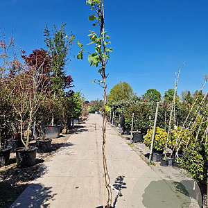 Vitis vinifera 250-300 cm 25L