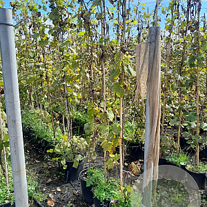 Vitis vinifera 250-300 cm 25L
