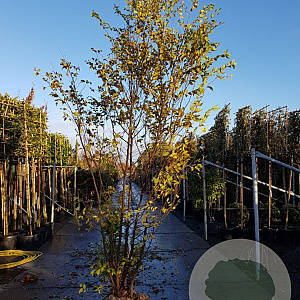 Zelkova serrata 300-350 cm container meerstammig