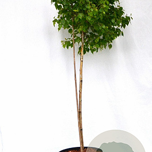 Betula p. Magical Globe 100-140 cm 10L