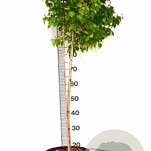 Betula p. Magical Globe 100-140 cm 10L
