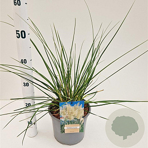 Cortaderia s. 'Sunningd. Silver' gm 4,0L
