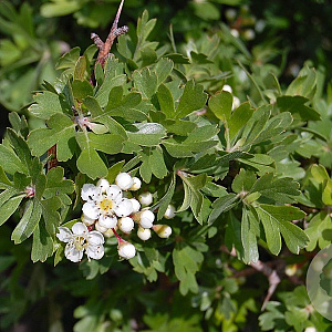 Crataegus azarolus 100-125 cm 10L
