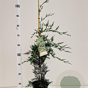 Cupressocyparis leylandii 60-80 cm 3,0L