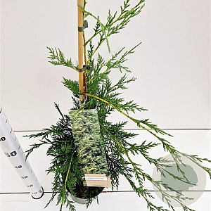 Cupressocyparis leylandii 60-80 cm 3,0L