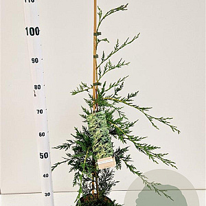 Cupressocyparis leylandii 60-80 cm 3,0L