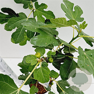 Ficus car. 'Brown Turkey' 30-40 cm 5,0L