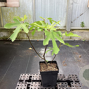 Ficus car. 'Rouge de Bordeaux' 40-50 cm 5,0L