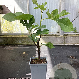 Ficus car. 'Panachée' 40-50 cm C1.5