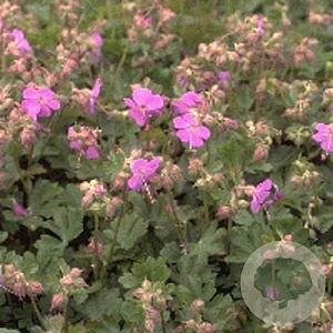 Geranium sang. 'Max Frei' GM P9