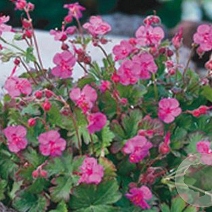 Geranium sang. 'Max Frei' GM P9