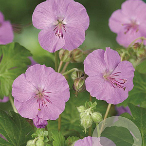 Geranium sang. 'Max Frei' GM P9