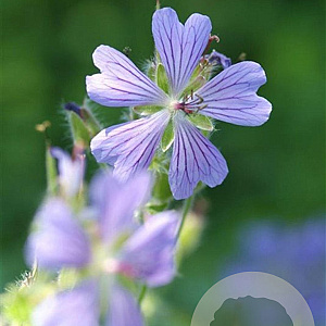 Geranium 'Philippe Vapelle' GM P9