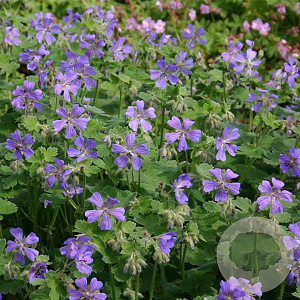 Geranium 'Philippe Vapelle' GM P9