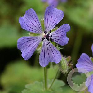 Geranium 'Philippe Vapelle' GM P9
