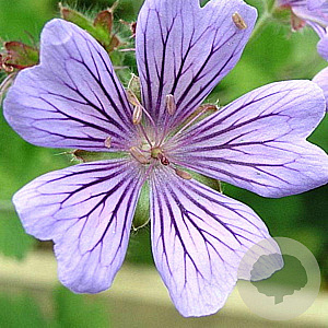 Geranium 'Philippe Vapelle' GM P9