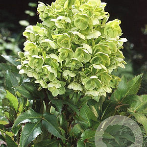 Helleborus argutifolius GM P9