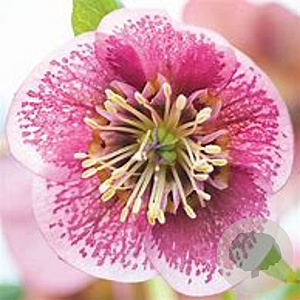 Helleborus o. 'Anem.Pink Spotted' GM P9