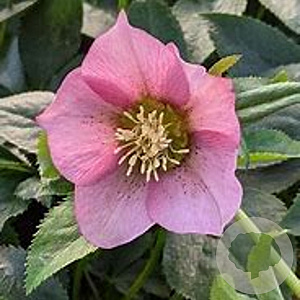 Helleborus o. 'D. Ellen Pink Sp.' GM P9