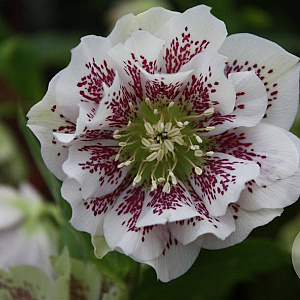 Helleborus o. 'D El. White Spotted' GM P9
