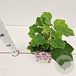 Lavatera maritima GM 2,5L