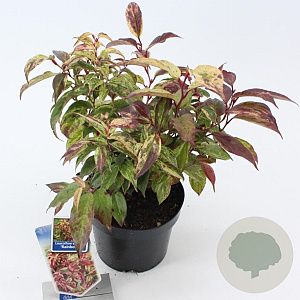 Leucothoe f. 'Rainbow' 25-30 cm 2,0L